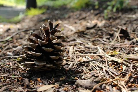 Pinecone Stock Photos