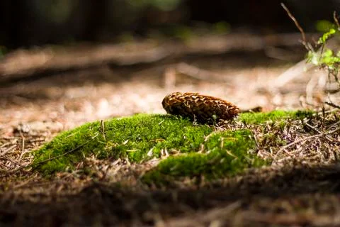 Pinecone Stock Photos