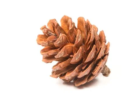 Pinecone Фото
