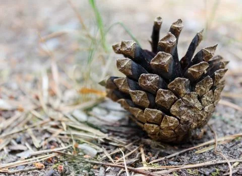 Pinecone Stock Photos