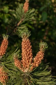 Pinecone 写真素材