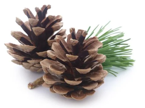 Pinecone Stock Photos