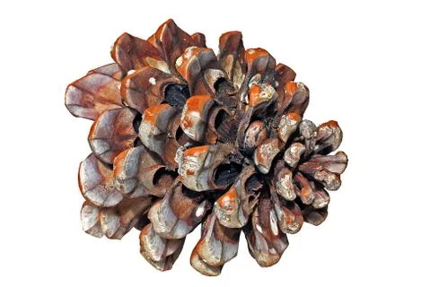 Pinecone Stock Photos