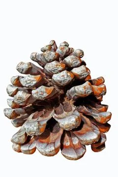 Pinecone Stock Photos