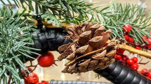 Pinecone Stock Photos