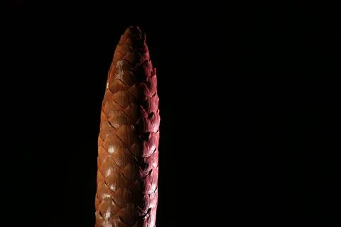 Pinecone Stock Photos