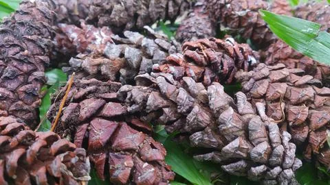 Pinecone Stock Photos