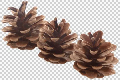 Pinecone Stock Photos
