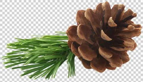 Pinecone Foto stock