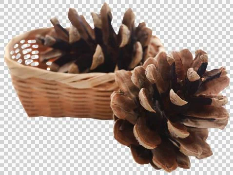 Pinecone Stock Photos