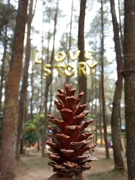 Pinecone Stock Photos