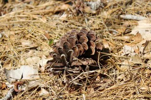 Pinecone in pine needles and leaves Stock Photos