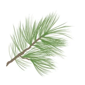 Pinecone. Pine tree branch isolated. Floral evergreen decor Stock Illustration