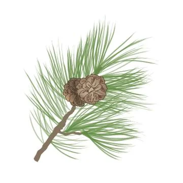 Pinecone. Pine tree branch isolated. Floral evergreen decor Stock Illustration