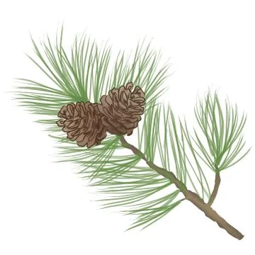 Pinecone. Pine tree branch isolated. Floral evergreen decor Stock Illustration