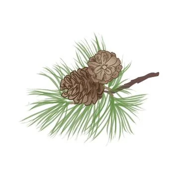 Pinecone. Pine tree branch isolated. Floral evergreen decor Stock Illustration