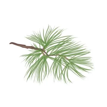 Pinecone. Pine tree branch isolated. Floral evergreen decor Stock Illustration
