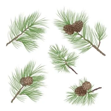 Pinecone. Pine tree branch isolated. Floral evergreen decor Stock Illustration