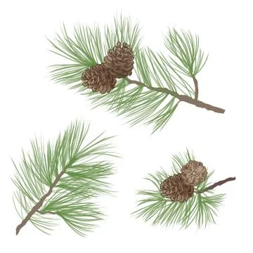 Pinecone. Pine tree branch isolated. Floral evergreen decor Stock Illustration