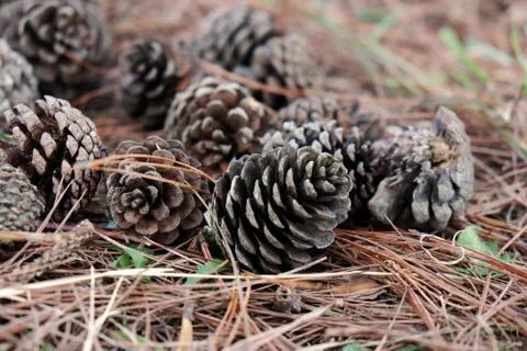 Pinecone from pine tree in forest Stock Photos