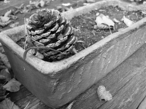 Pinecone in a pot Stock Photos