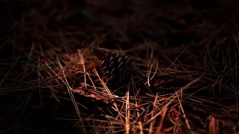 A pinecone resting on dried grass Foto stock