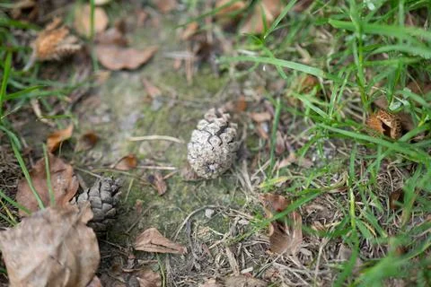 Pinecone rests among grass and fallen leaves mossy ground softens earthy tone Stock Photos