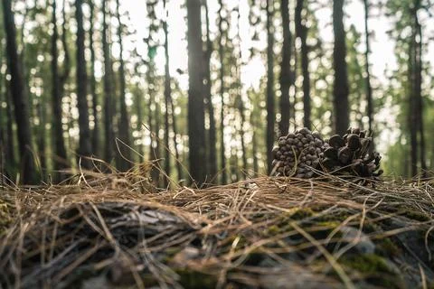 A pinecone rests on a bed of pine needles and twigs in a forest. The backgrou Stock-Fotos