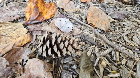 Pinecone in the rough Stock Photos