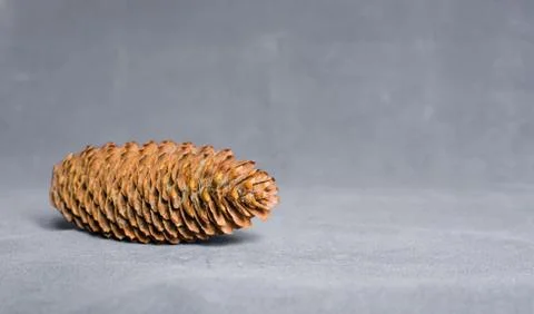 Pinecone on a Rustic Concrete Background Foto stock
