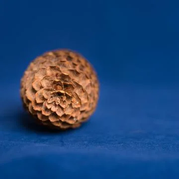 Pinecone on a Rustic Deep Blue Ocean  Background Stock Photos