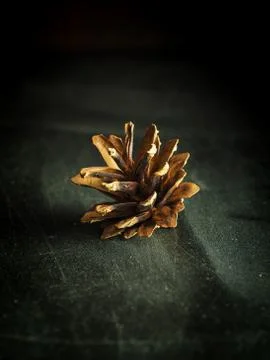 Pinecone on a scratched table Stock Photos