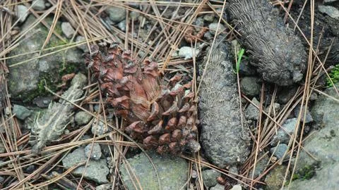 Pinecone sitting on the rocks Stock Photos