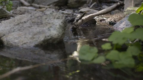 A pinecone in a slow moving brook Stock Footage 91709234
