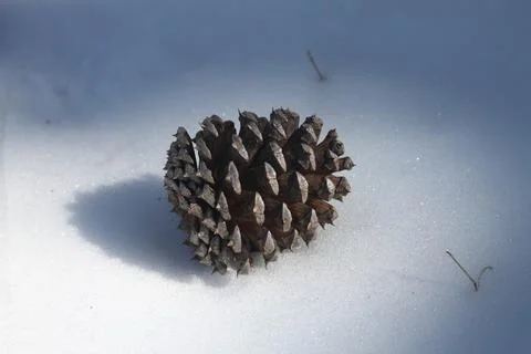 Pinecone In The Snow Stock Photos