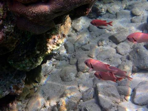 The Pinecone soldierfish Stock Photos