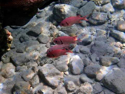 The Pinecone soldierfish Stock Photos