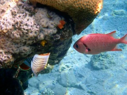 The Pinecone soldierfish Foto stock