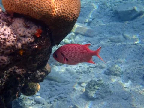 The Pinecone soldierfish Stock Photos