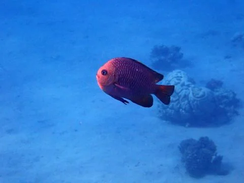 The Pinecone soldierfish Stock Photos