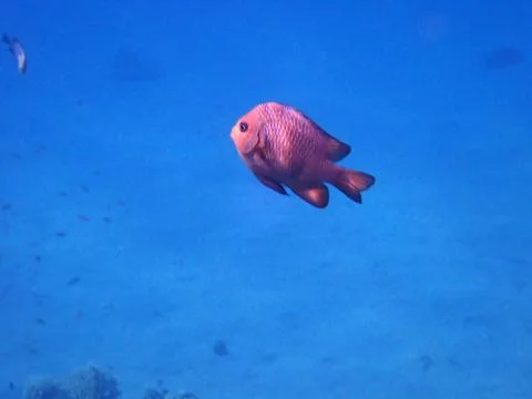The Pinecone soldierfish Foto stock