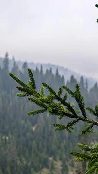 Pinecone spine pine tree close up in the nature, in Bakhmaro Tbilisi Georgia Foto stock
