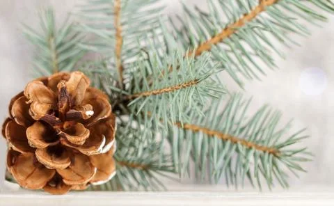 A pinecone. Spruce branch on blurred background. Stock Photos