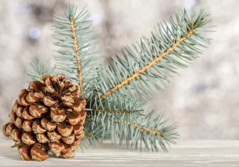 A pinecone. Spruce branch on blurred background. Stock Photos