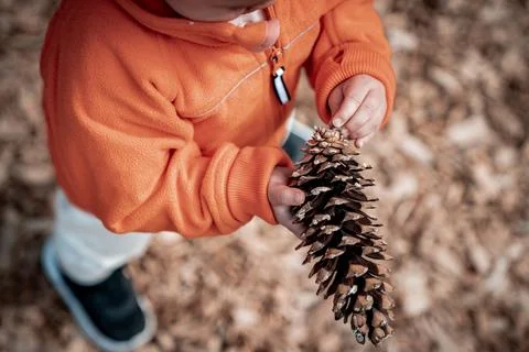 Pinecone in Squamish Stock-Fotos
