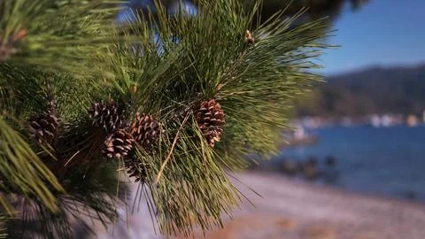 A pinecone on a sunny beach Foto stock
