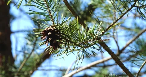 Pinecone tree branches against blue sky Stock Footage 274391695