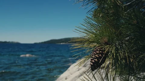 Pinecone on a Tree in Desolation Wilderness Near a lake Stock-Footage 316418644