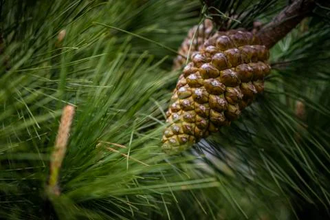 Pinecone on a tree 写真素材