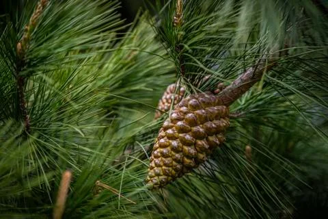 Pinecone on a tree Stock Photos